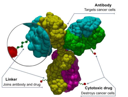 图1：ADC药物结构（左：示意图。右：三大元件图解）