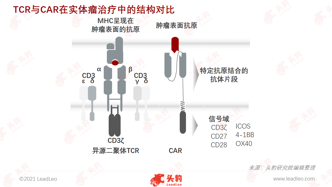 TCR与CAR在实体瘤治疗中的机构对比 TCR与CAR在实体瘤治疗中的机构对比