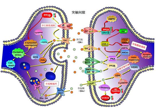 图为芍麻止痉颗粒作用机制通路图