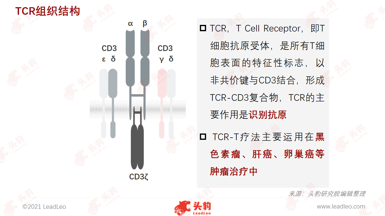 TCR组织结构 TCR组织结构