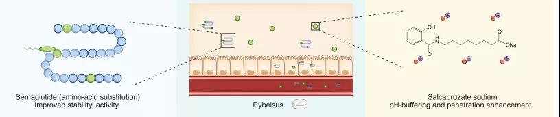 图2. 带有渗透促进剂的氨基酸修饰的肽(Rybelsus) 图2. 带有渗透促进剂的氨基酸修饰的肽(Rybelsus)